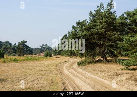 Trail in National Park de Hoge Veluwe Stock Photo