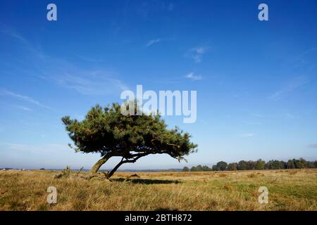 Wind blown tree in Dwingelderveld National Park in the Netherlands Stock Photo