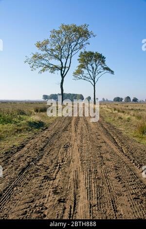 Dirt road in Dwingelderveld National Park in the Netherlands Stock Photo