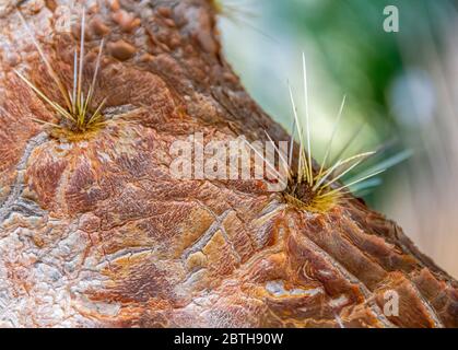 closeup shot of a huge prickly pear cactus Stock Photo