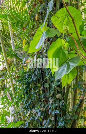 sapful green jungle vegetation scenery Stock Photo