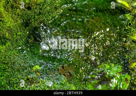 fountain with flowing water and sapful green ground cover vegetation Stock Photo