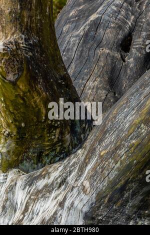 weather worn driftwood washed up on a beach at the seaside. sculptural wood. Stock Photo