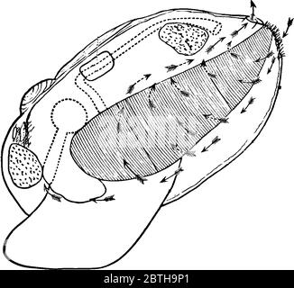 Bivalve Mollusk Diagram