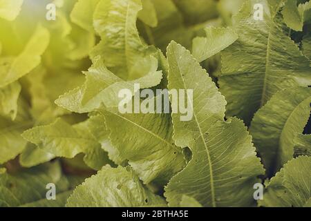 spring leaves horseradish sun rays spring photo Stock Photo