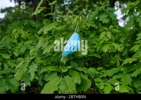 Blue face mask hanging on a green bush. Environment pollution concept photo. Pandemic coronavirus problems. Stock Photo