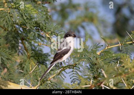 Female Common Fiscal (Lanius collaris) aka Fiscal Shrike, Butcher Bird, Jackie Hangman,  Robertson, Western Cape, South Africa perched in Fever Tree Stock Photo