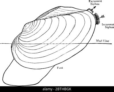 Clam is a sea creature with a shell in two parts that can close ...