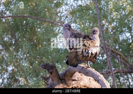 Hadada or Hadeda Ibis (Bostrychia hagedash) breeding pair  perched on branch preening at sunset, Wetsern Cape, South Africa Stock Photo