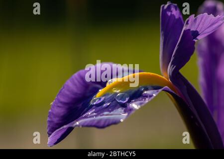 Detail of a purple and yellow blossom of an iris with water drops on a rainy day in spring Stock Photo