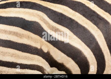 Full frame background texture of Burchell's Zebra ( Equus quagga burchellii) skin on a live animal. Burchell's Zebra is a southern Plains Zebra Stock Photo