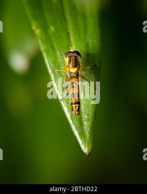 A male long hoverfly (Sphaerophoria scripta, Syrphidae) resting on a green leaf (Vienna, Austria Stock Photo