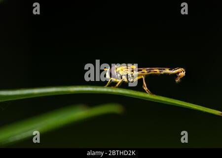 A male long hoverfly (Sphaerophoria scripta, Syrphidae) resting on a green leaf (Vienna, Austria Stock Photo