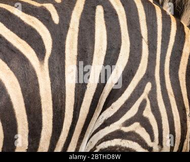 Full frame background texture of Burchell's Zebra ( Equus quagga burchellii) skin on a live animal. Burchell's Zebra is a southern Plains Zebra Stock Photo