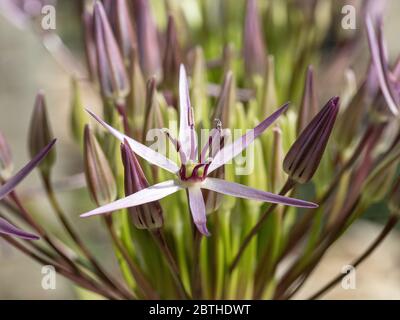 A close up of a single flower of Allium christophii surrounded by closed buds Stock Photo