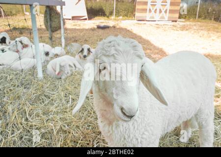 White Sheep Standing and Looking Camera on Straw Ground in Sheepfold or Stall with Natural Light on Right Frame Stock Photo