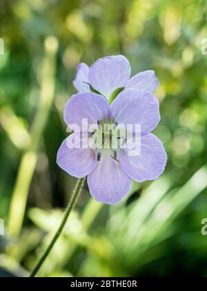 A close up of a flower head of the lilac flowered Geranium maculatum Espresso Stock Photo