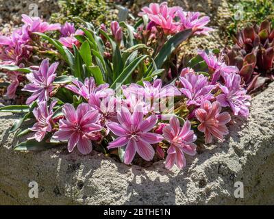 A plant of Lewisia Little Plum flowering in the corner of a trough garden Stock Photo