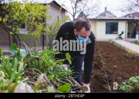 man working in garden. young man planting flowers in mask Stock Photo