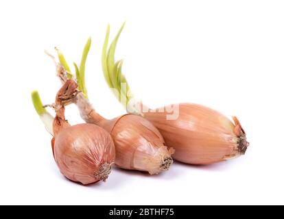 Sprouted onion bulbs isolated on white background Stock Photo