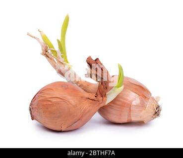 Sprouted onion bulbs isolated on white background Stock Photo