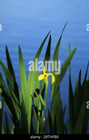 Yellow Iris (iris pseudacorus) growing in an English lake. Stock Photo
