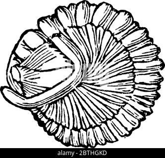 Trilobite, any member of a group of extinct fossil arthropods of the phylum arthropoda, vintage line drawing or engraving illustration.