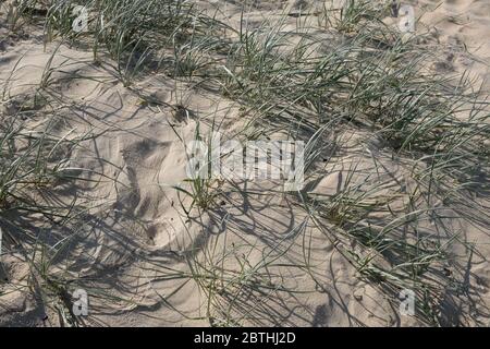 Section of sandy beach with sparse grasses growing, in closeup. Stock Photo