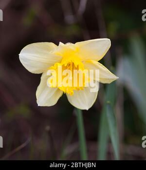 NARCISSUS PSEUDONARCISSUS or wild Daffodil or Lent Lily in nature Stock Photo