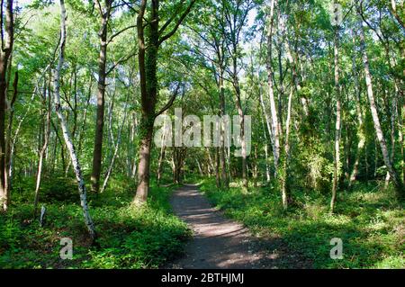 An empty path through the forest at Wimbledon Common, London, UK Stock ...