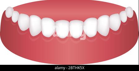 Vector illustration of lower dentition (normal teeth) Stock Vector