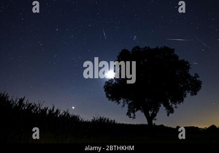 Starry night landscape with a beautiful silhouette of a tree and lots of stars during the perseids meteor shower in the Netherlands Stock Photo