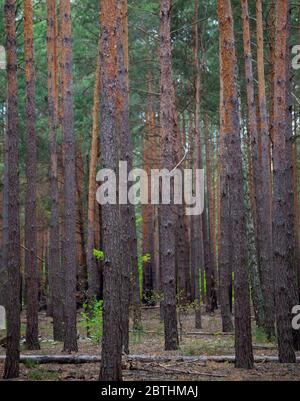 Dense pine forest. Trunks of ship pines. Tall conifers. Forest of Carpathian mountains. Background of trees. Pattern. Natural landscape. Beautiful Stock Photo
