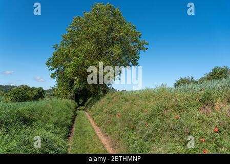 Natural scenery with field path, Gochsheim, Baden-Wurttemberg, Germany, Europe