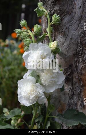 Gardening. Home garden, flower bed. House, field. Mallow. Malva. Alcea Large, curly flowers. White flowers Stock Photo