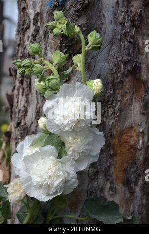 Gardening. Home garden, flower bed. Mallow. Malva. Alcea Large, curly flowers. White flowers Stock Photo