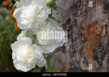 Gardening. Home garden. Mallow. Malva. Alcea Large, curly flowers. White flowers Stock Photo
