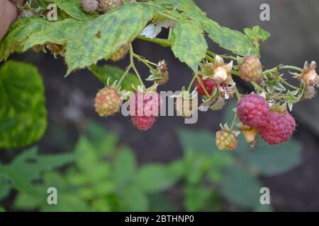 Rubus idaeus, shrub, a species of the Rubus genus of the family Rosaceae. Red Raspberry Stock Photo
