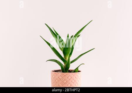 Aloe plant in a pink ceramic flower pot on the background of a light wall. Copy space. Stock Photo
