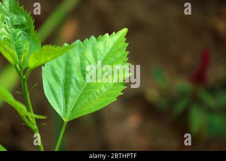 closeup of beautiful zig zag pattern from green leaf of hibiscus plant in garden Stock Photo