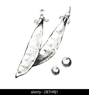 Hand-drawn black and white image of pea pods. JPEG only Stock Photo