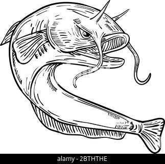 Drawing sketch style illustration of the giant devil catfish or goonch, a very large species of catfish in the genus Bagarius, jumping up on isolated Stock Vector