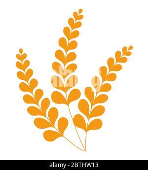 Spikelets of wheat or barley, crop grain vector Stock Vector
