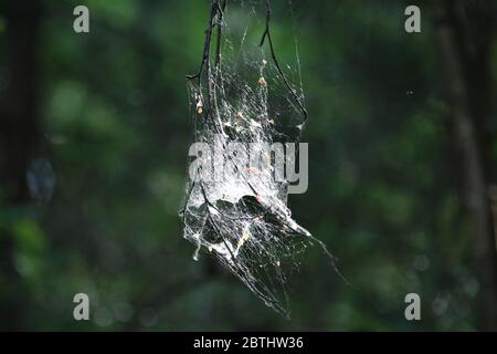 a big spider's web hanging from a tree branch Stock Photo