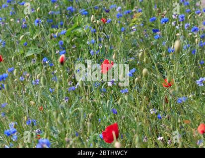 field with blue cornflowers and red blooming poppies and green leaves on a spring day Stock Photo