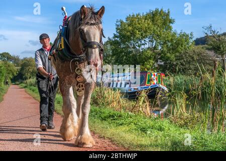 One of the last horse drawn barges in Britain, 'The Tivertonian', led by Alan Palmer and working horse Ruby, pulls day-trippers along the scenic Grand Stock Photo