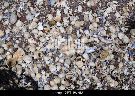 Assortment of Shells Stock Photo