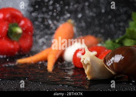 Big Achatina snail close up under the water drops in a black background. Snail with vegetables on a black table. Stock Photo
