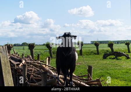 DUTCH COUNTRY HOUSE EXTERIOR INTERIOR Stock Photo