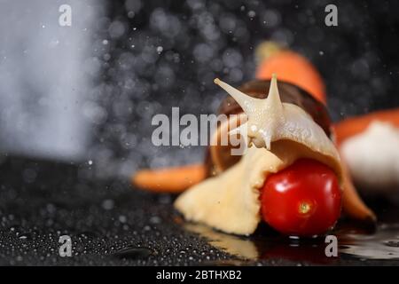 Big Achatina snail close up under the water drops in a black background. Snail with vegetables on a black table.